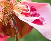 Rose pink flower photography, bright green 8x10 photographic print. Free domestic shipping.