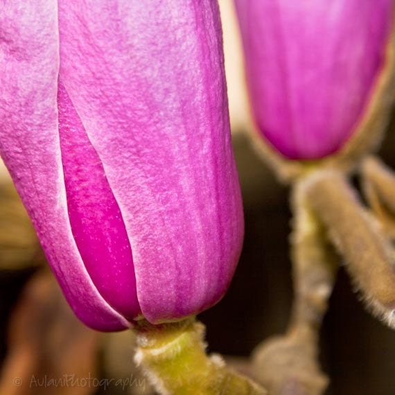 Bright purple violet spring flower picture, nature photography, 8x8. Free domestic shipping.
