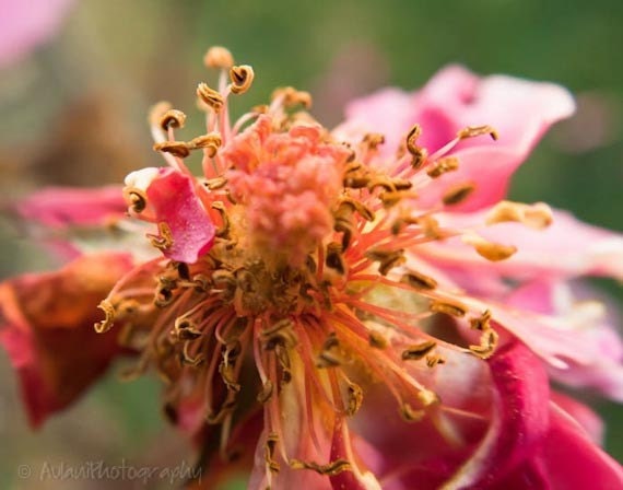 Closeup rose picture, floral photograph, green and pink, 8x10 print. Free domestic shipping.