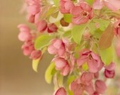 blushing spring... pink tree flowers photo with soft golden light and beautiful delicate color