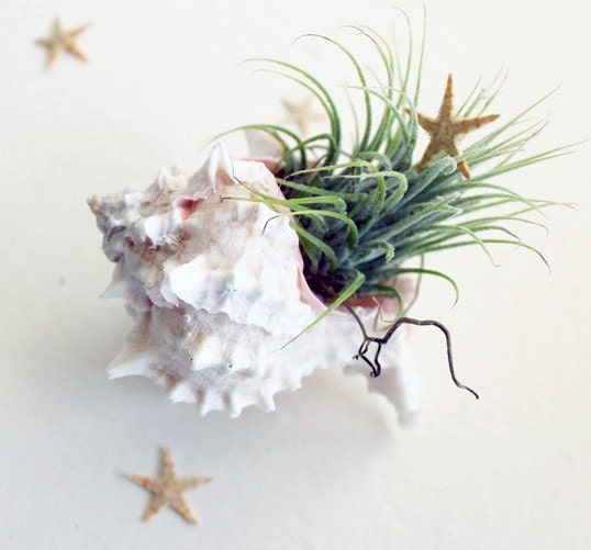 Seashell Air Plant Tillandsia Terrarium