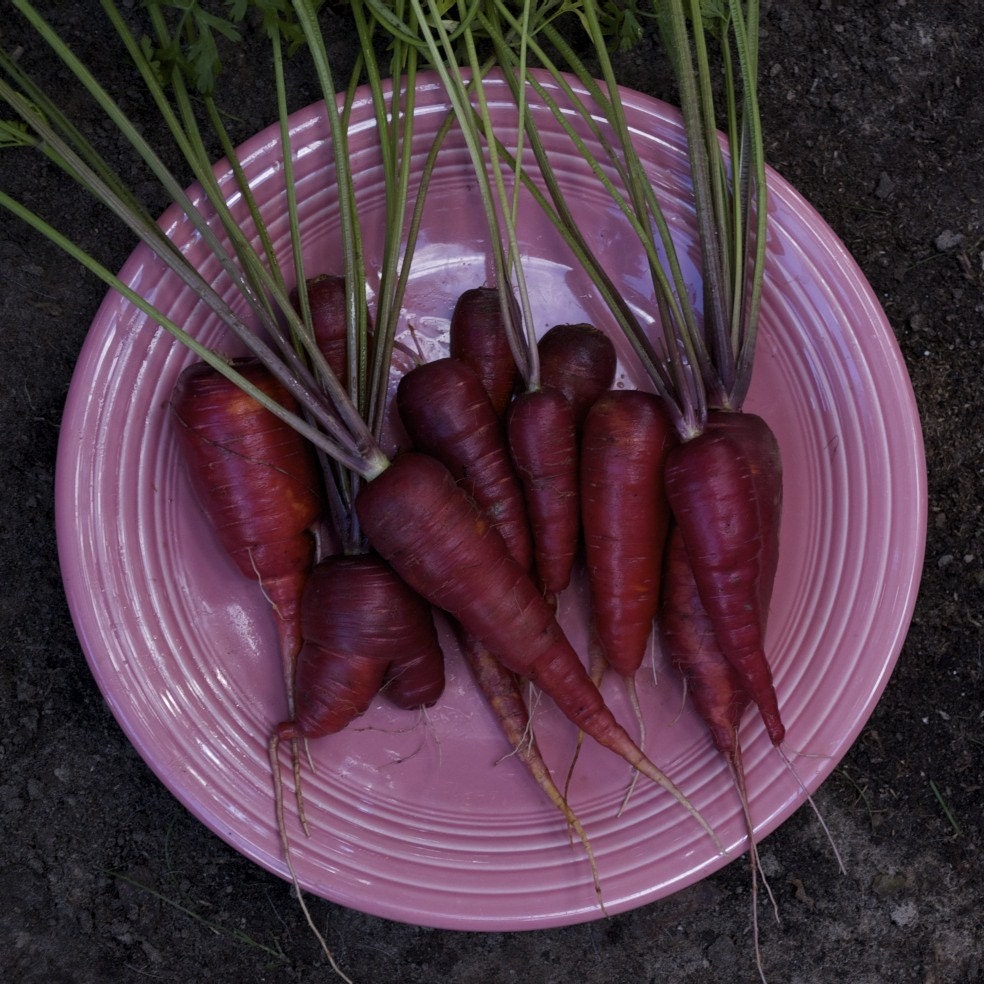 Organic Cosmic Purple Carrot Seeds