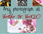 Any image as a 16x16 or 16x20 print. Free domestic shipping.