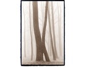 Trees in a Misty,  Foggy Forest Fine Art Photography Print