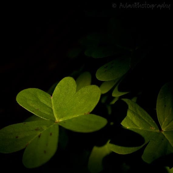 Green clover art, st patricks day, wall art, nature photography, 8x8 print. Free domestic shipping.