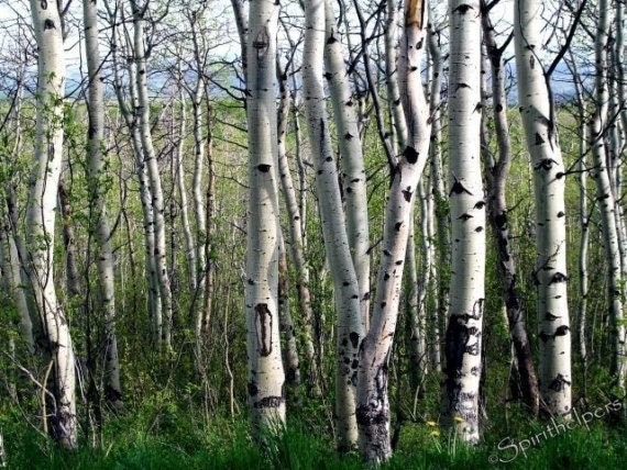 5x7 photograph Lovely Aspens