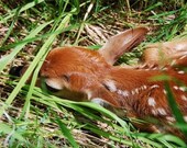5x7 Photograph Young Fawn