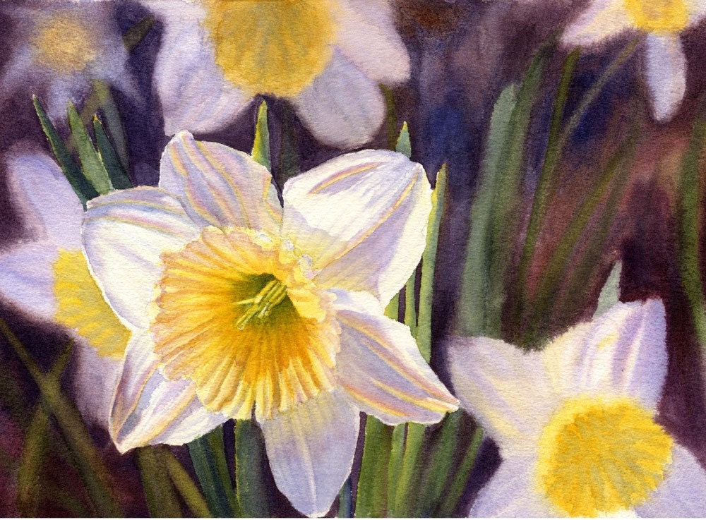 White daffodils, floral print by Cathy Hillegas