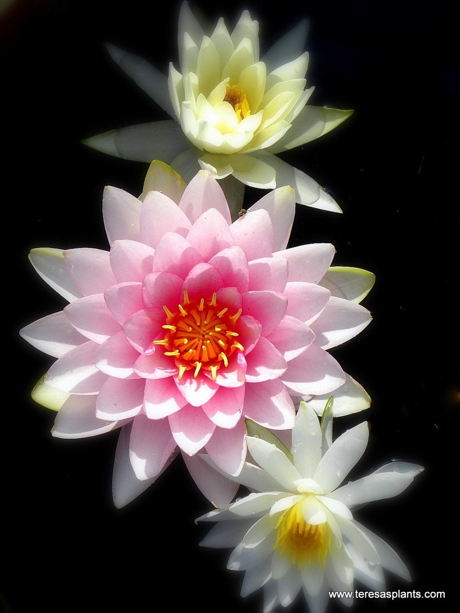 3 Hardy Water Lily Plants-Colors Unknown Shipping Mid March 2012