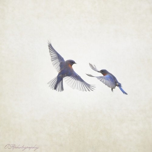 BLUEBIRD LOVE no.5, The Tango - 8x8 print - LANDofLIV BLUEBIRD LOVE no.5, The Tango - 8x8 print - LANDofLIV