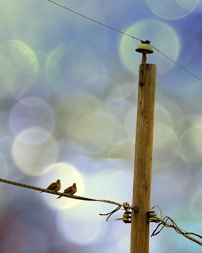 birds on a wire, pair couple love romance telephone line lovers bokeh 8x8 art print - You and I