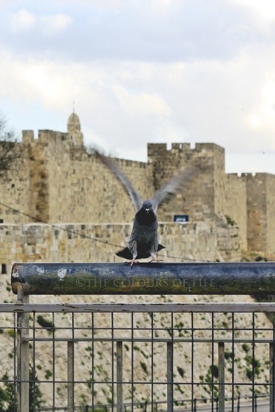 Wings, Old city Jerusalem wall, pigeon, Jerusalem, Israel, 8 x 12, dove   Original photograph - Fly Paloma