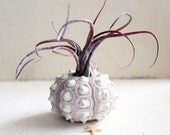 medusa . urchin air  plant tillandsia terrarium