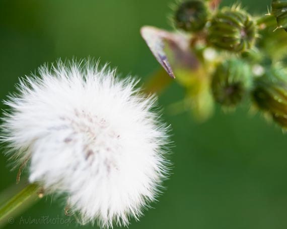 Pure white dandelion print, bright green, nature photography. Free domestic shipping.