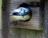 ON SALE -- Nestle and Soar Studio Journal - Protector and Friend Bird, diary, notebook, nature, bird house