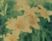 dreamy day lily polaroid, 10x10 print