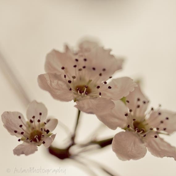 Closeup mute flower picture, tan beauty, 4x4 photographic print. Free domestic shipping.
