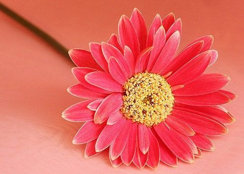Vibrant Pink Gerber Daisy Fine Art Photograph - 5x7
