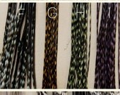 you pick 2 dozen feathers, 24 different colors to choose from. hand dyed, very unique and rare colors. perfect for hair extensions, with 8 FREE silicon micro links