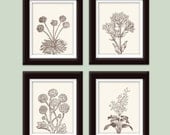 Wild Flowers Botanical Prints (Series C)-Set of 4-8x10-(Featured in Cream and Chocolate Brown)