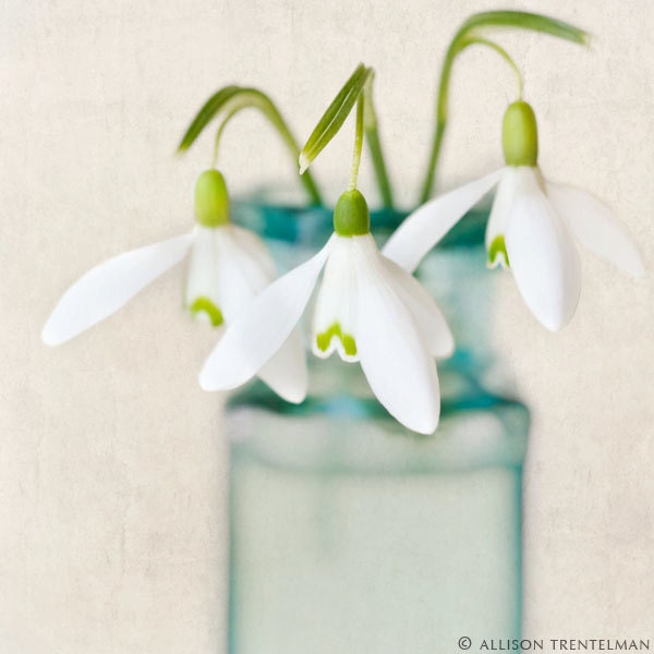 Flower Art Print - Flower Photo - Floral Photography Print - Shabby Chic Wall Art - Home Decor - "Snowdrops"
