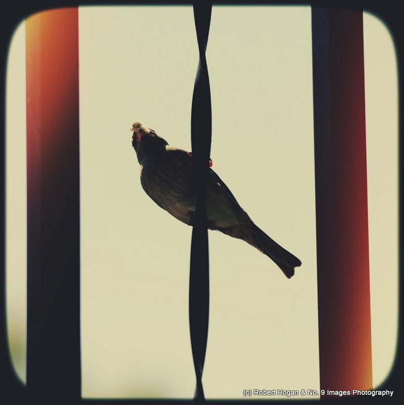 Mother Bird Hanging Around - Bird Perched on Fence Vintage TtV Style - 8x8 fine art print