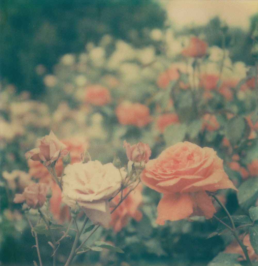Gareden Of Roses - Original Signed Fine Art Photograph