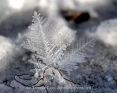 5x7 Ice Crystal Photograph