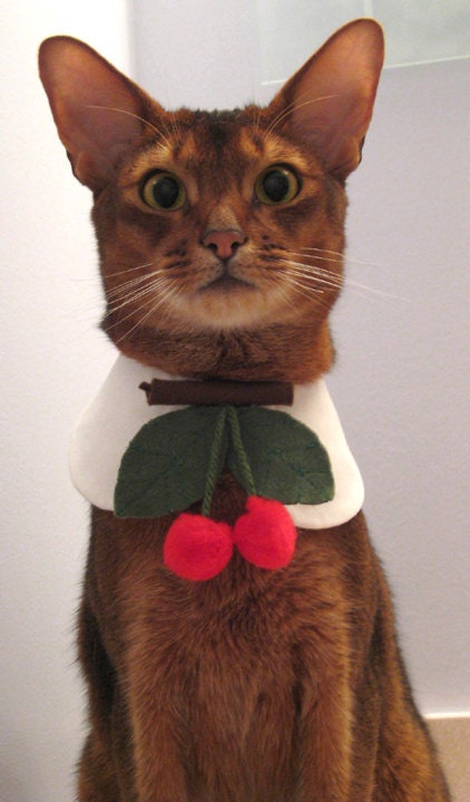 Twin Cherries tie and round collar cat
