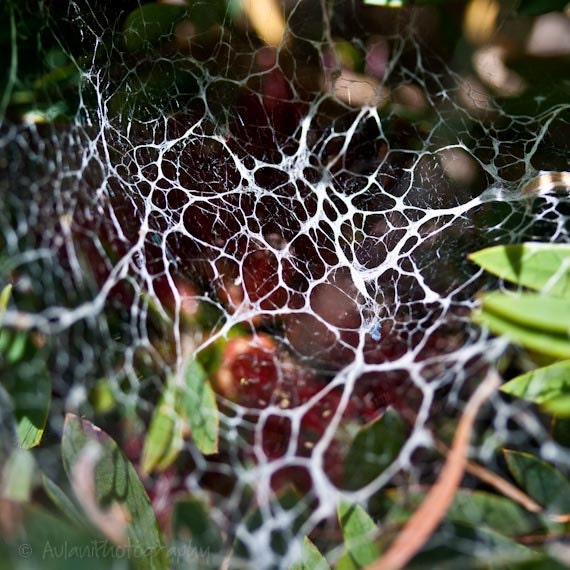 Intricate spider web, bright green and red, signed fine art 4x4 photographic print. Free domestic shipping.