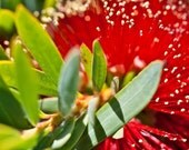 Bottle bush photograph, bright green and red, 4x4. Free domestic shipping.