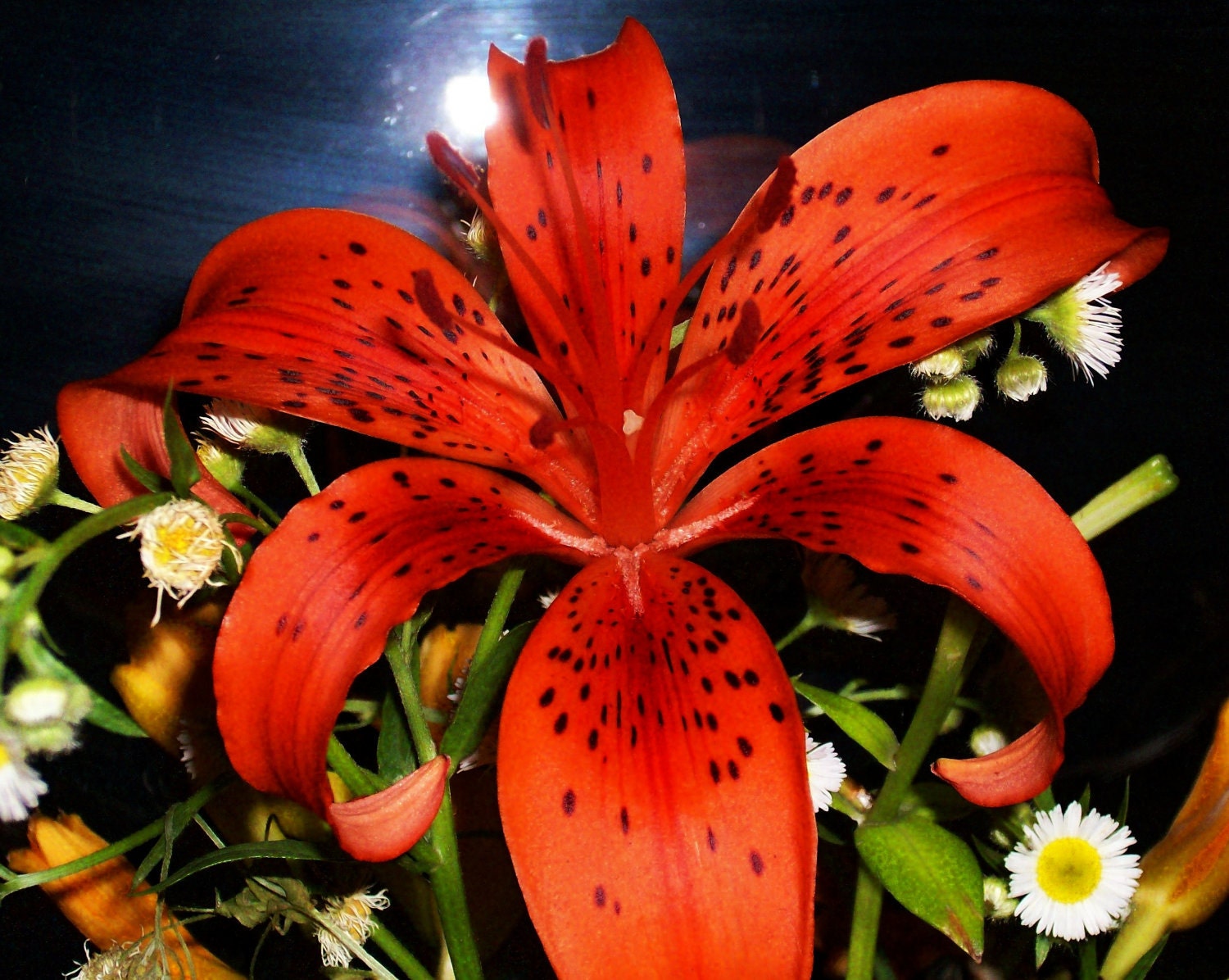 Tiger Lilly 4x6 Digital Art Photo