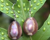 Big Island Cowry Shell Earrings SS