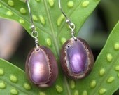 Big Island Cowry Shell Earrings SS