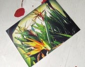 POSTCARD WRITING SET of 6 Tropical Flowers "Birds of Paradise"