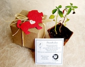 10 Plantable Paper Lions - Zoo Wedding Favor - Flower Seed Paper