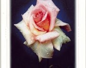 Kiss of Dew Card