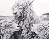 Sheep Art - Black and White Photograph - Sheep Photograph - Animal Photography Print - Animal Art Print - Black and White Photography
