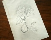 original fig botanical line drawing- 5x7