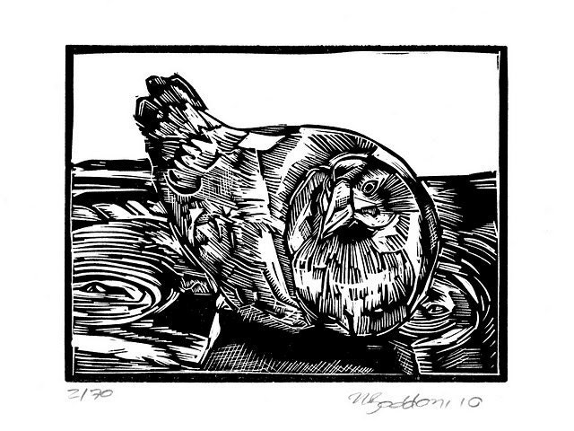 Australian water hen original  linocut print