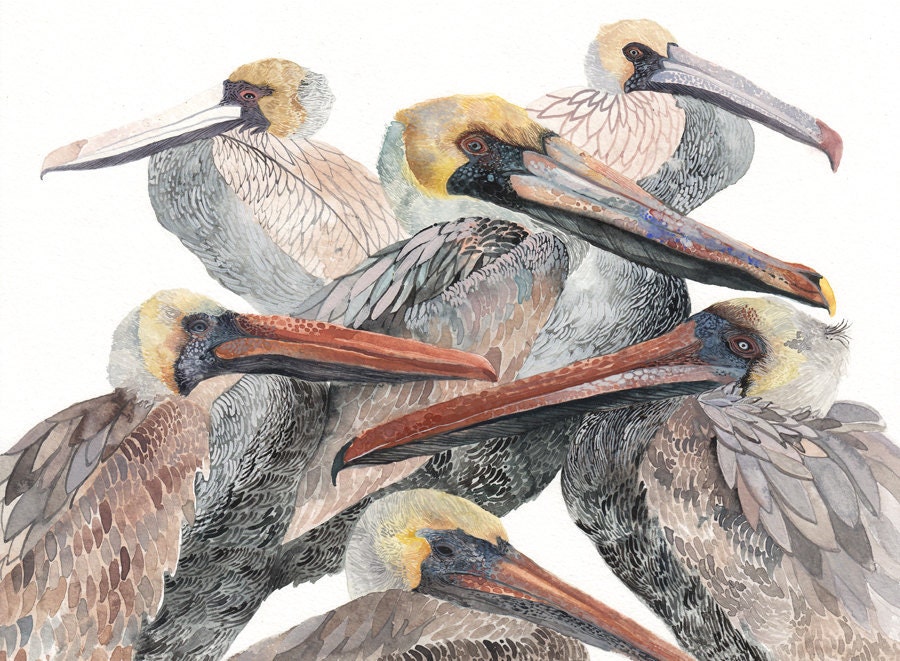 Brown Pelicans - Archival Print