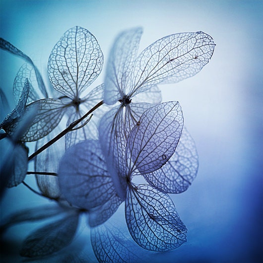 mood indigo... deep blue hydrangea flower photograph with beautiful light and drama
