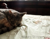 Kitty Sleeping on Bed - 8x12 Fine Art Photography - unframed, unmatted