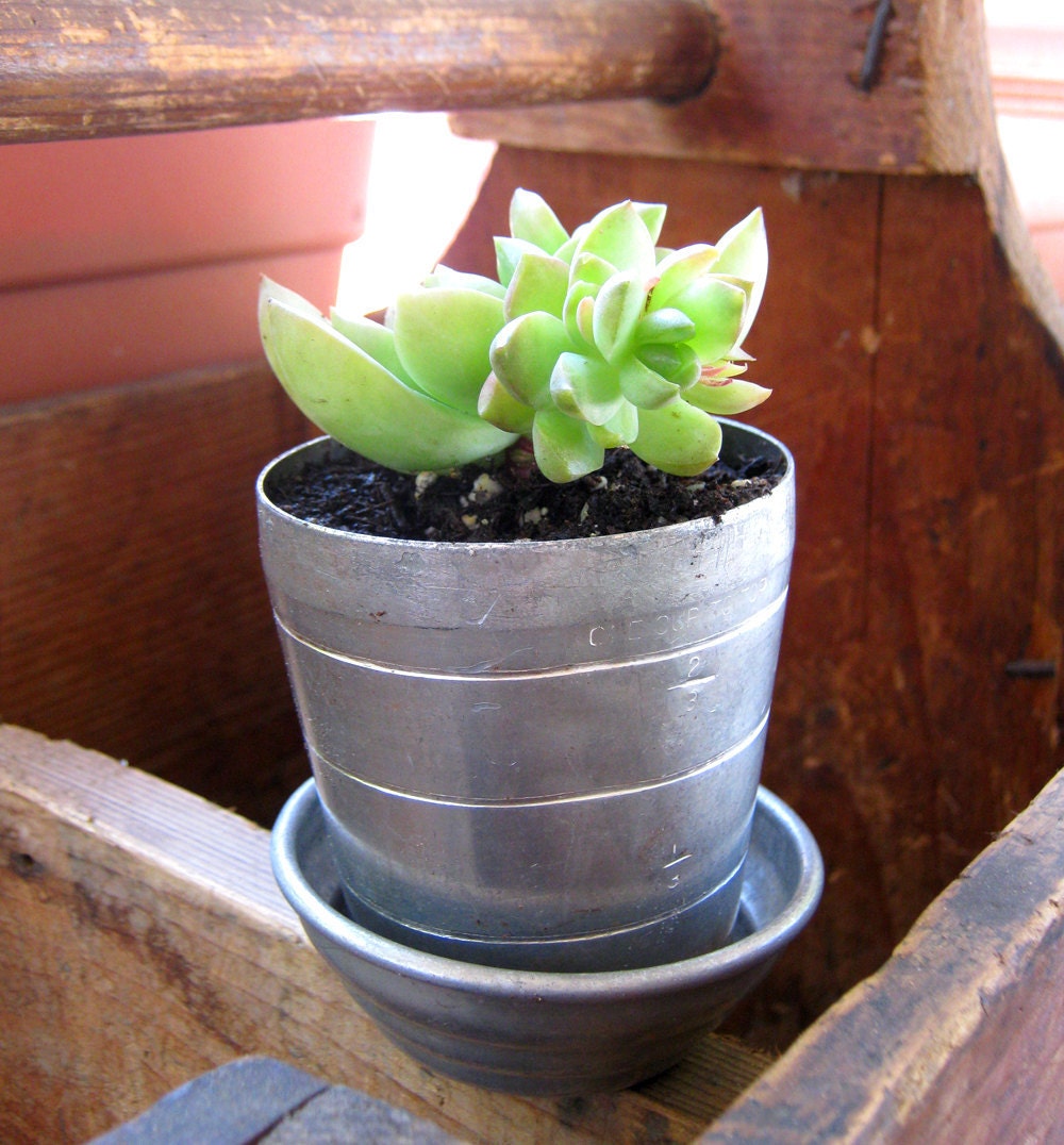 Succulent Planter - Sedum in an Upcycled Martini Shaker