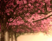 Buy1 Get1 Free Sakura, Cherry blossom tree print, pink and brown decor, nursery wall art nursery decor, childen decor, raceytay 8x8