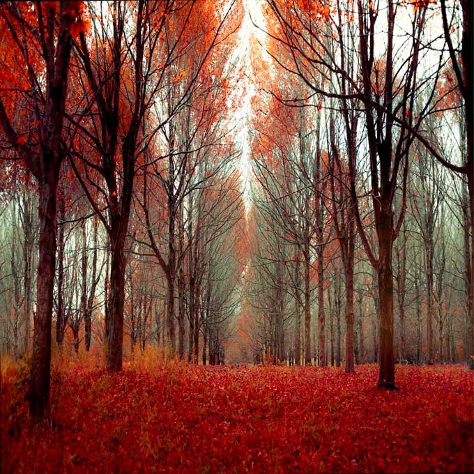 Halloween Autumn Leaves Fall Decor Tree Print forest in Fall Photography Nature print art rust orange red  Fine Art Print 12x12