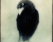 Raven - Crow - Black and White Photo - Halloween Decor - Spooky Gothic Art - Dark Art - Black Bird Fine Art Photo - Goth Art "Grackle No. 1"