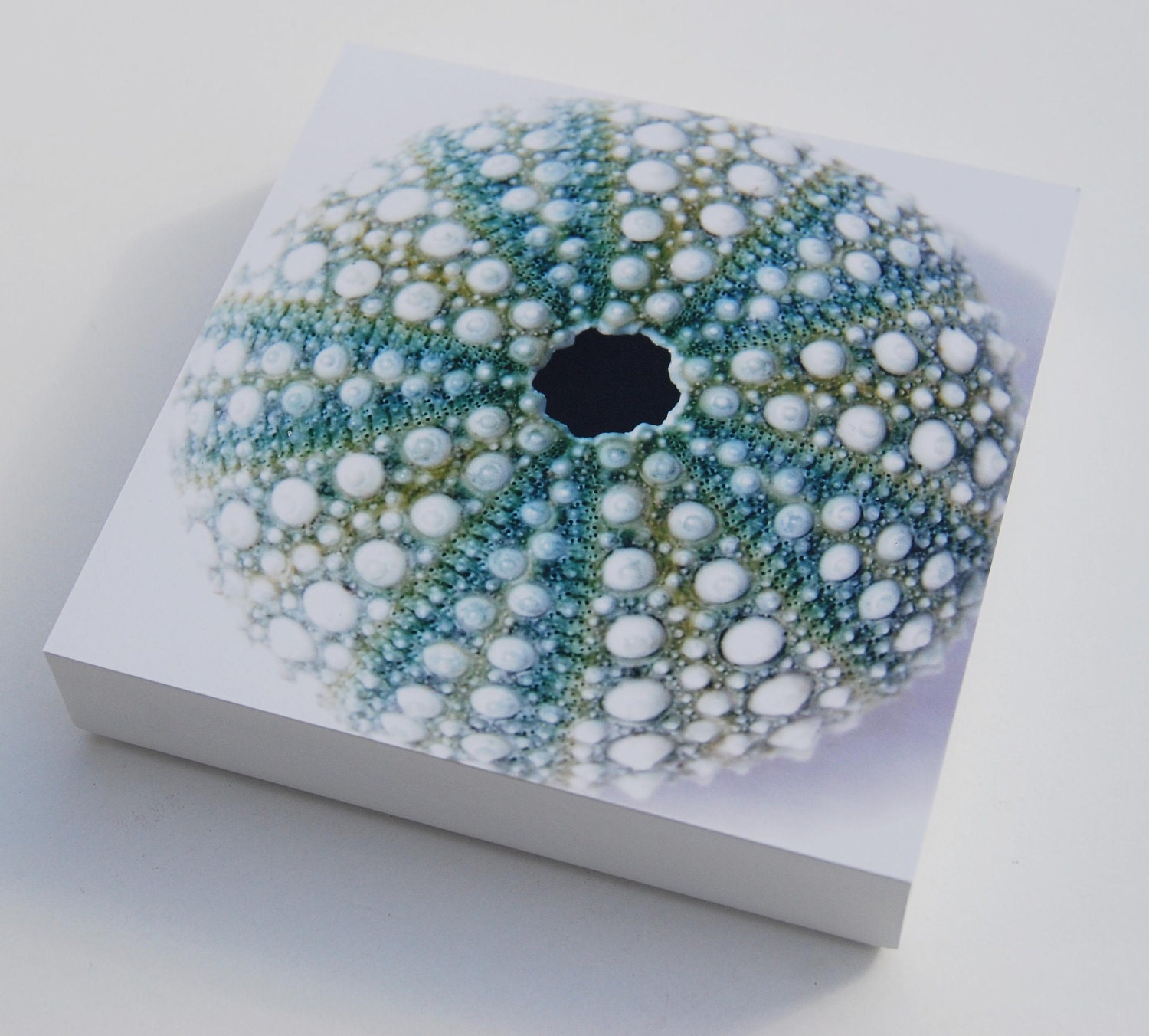 Photo block sea urchin shell print