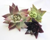 12 Edible Wedding Cake Topper Sugar Succulents