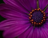 SALE - Purple Flower Photography - Velvet - Overstock Sale - purple flower petals orange burst - Large 20x20